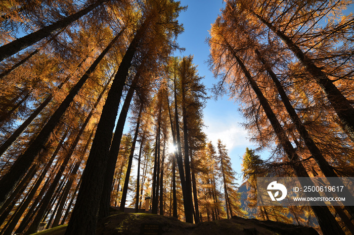 autunno paesaggio autunnale alberi autunno larici montagna colore autunno piante montagna