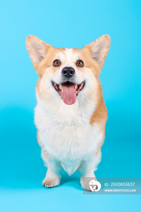 Welsh corgi Pembroke in blue background