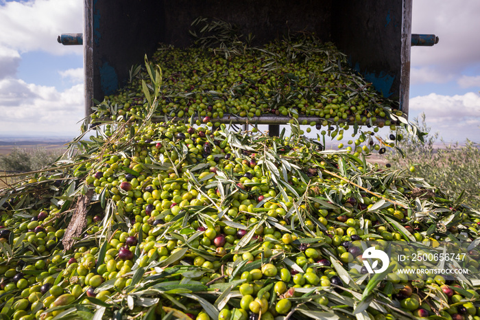 Raccolta olive verdi