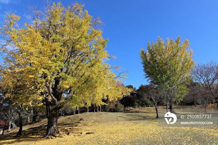 奈良公園の紅葉