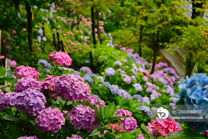 長谷寺の紫陽花