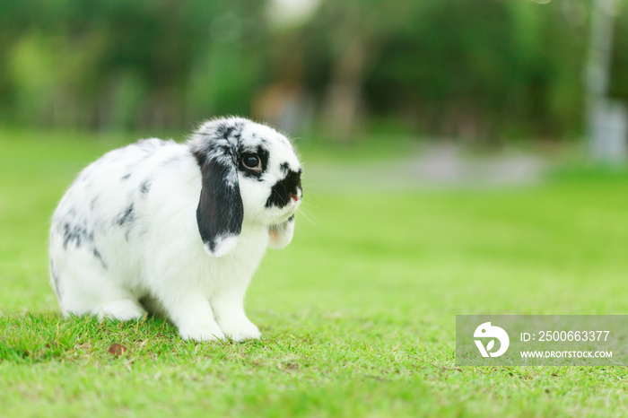 Holland Lop Rabbit