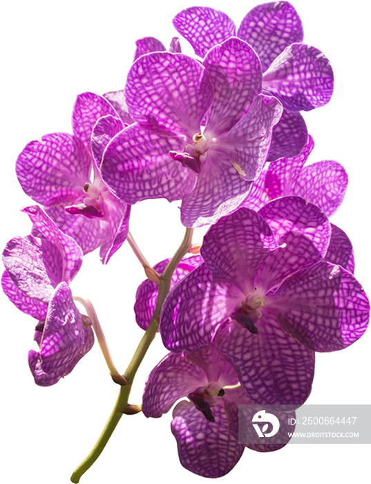 紫兰花隔离株