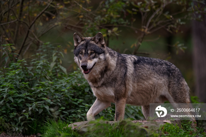 Loups gris dEurope