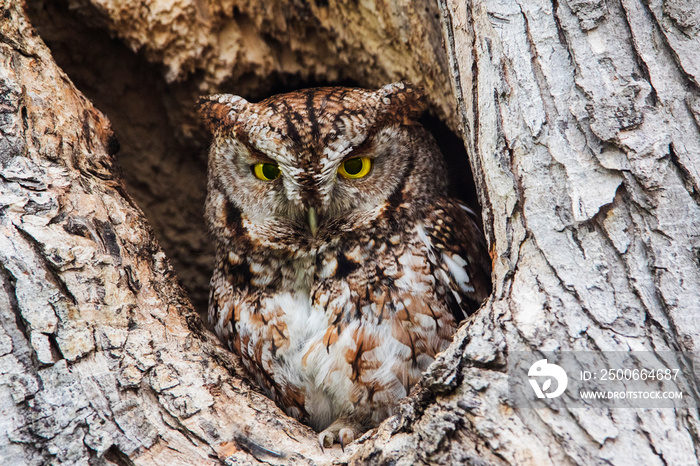 eastern screech owl or eastern screech-owl (Megascops asio)