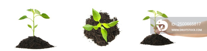 Set of saplings seedlings in black soil isolated on white background