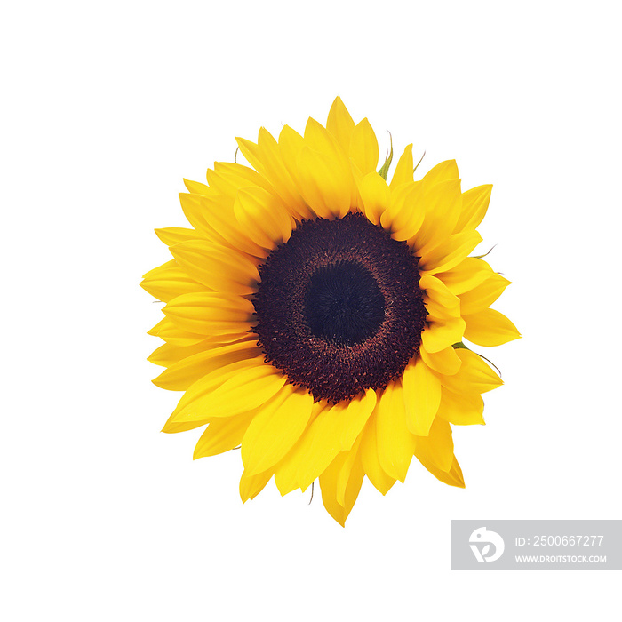 Sunflower Photo Overlays, flower summer autumn element s, digital backdrop, png