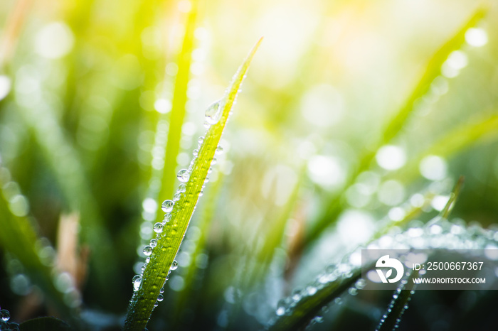 green grass with dew drops in spring, macro nature background