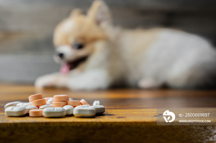 veterinary medicine, pet, animals, health care concept - focus on yellow pills, tablets with blur Po