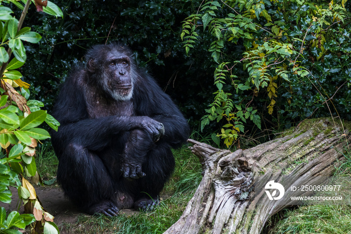 Western Chimpanzee in a secluded corner