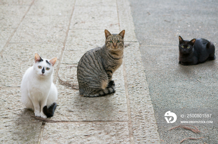 京都 伏見稲荷大社に暮らす可愛らしい猫の三兄弟