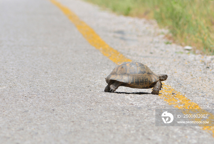 Wild turtle crosses the asphalt roadway