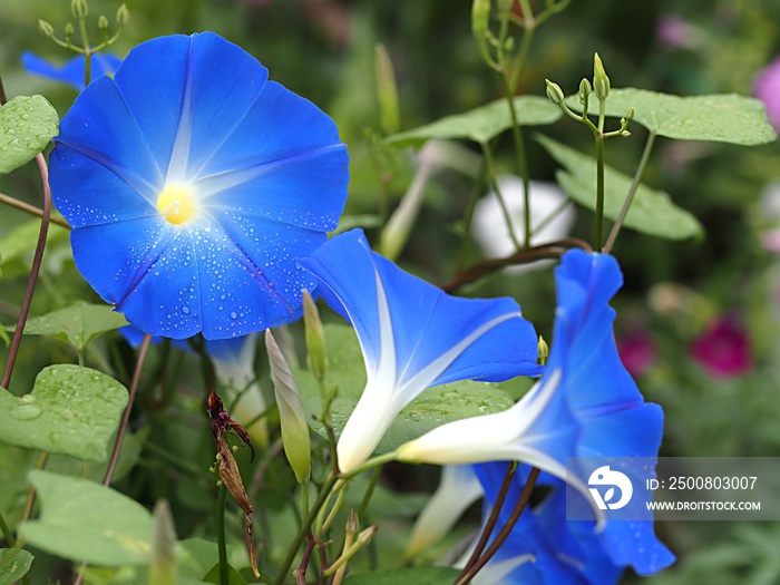 青いアサガオの花