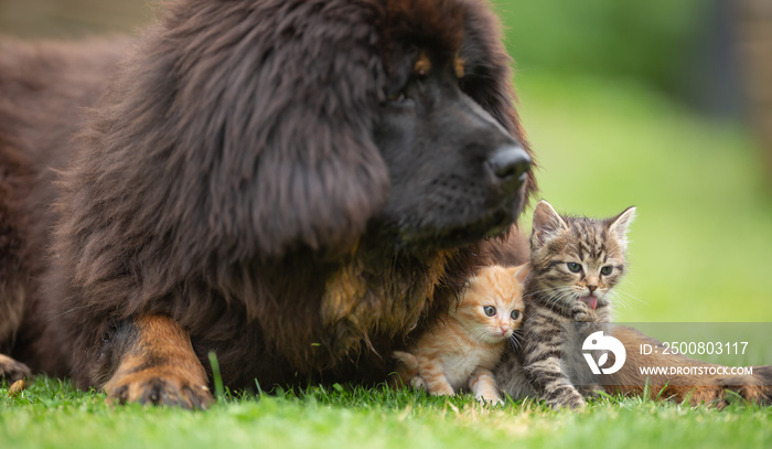 Giant tibetan mastiff puppy playing friendly with little tabby kittens in the yard on the grass