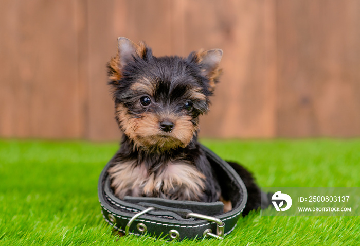 Cute Yorkshire Terrier  puppy wearing dog collar that is too big sits on green summer grass