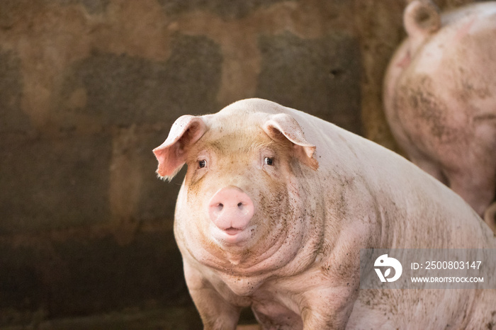 Group of hog waiting feed. Pig indoor on a farm yard in Thailand. swine in the stall. Close up eyes and blur. Portrait animal.