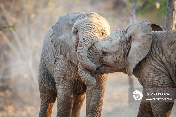 Two Elephants playing.