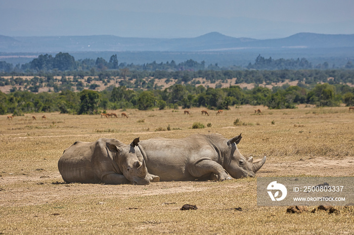 Two southern white rhinos, Ceratotherium simum simum, lying on the ground in Ol Pejeta Conservancy in Kenya.