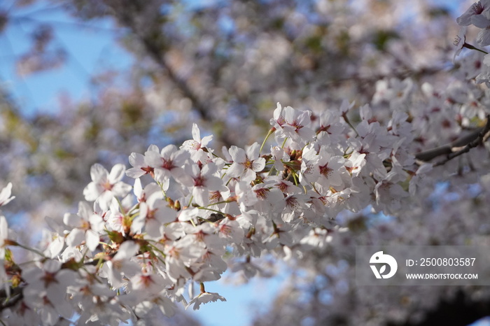 Sakura in Goryokaku Park, Hakodate, Hokkaido