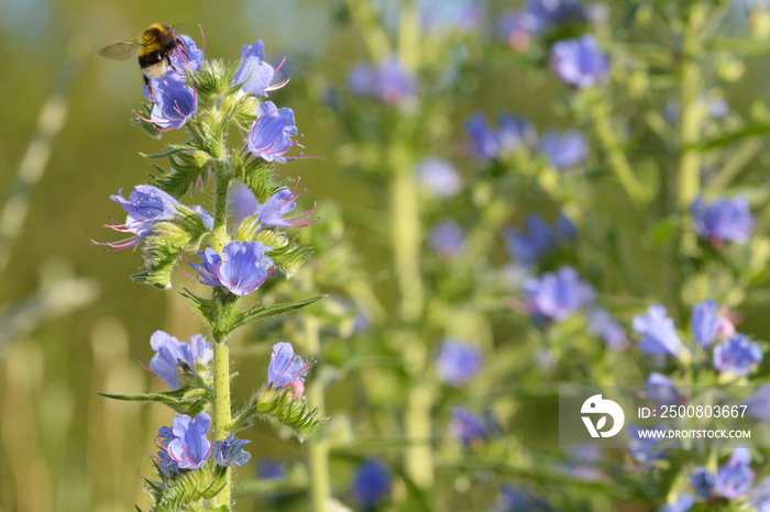 Blauer Natternkopf mit Hummel in der Blüte