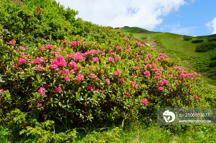 Rostblättrige Alpenrose (Rhododendron ferrugineum), Allgäuer Alpen, Kleinwalsertal, Österreich, Europa