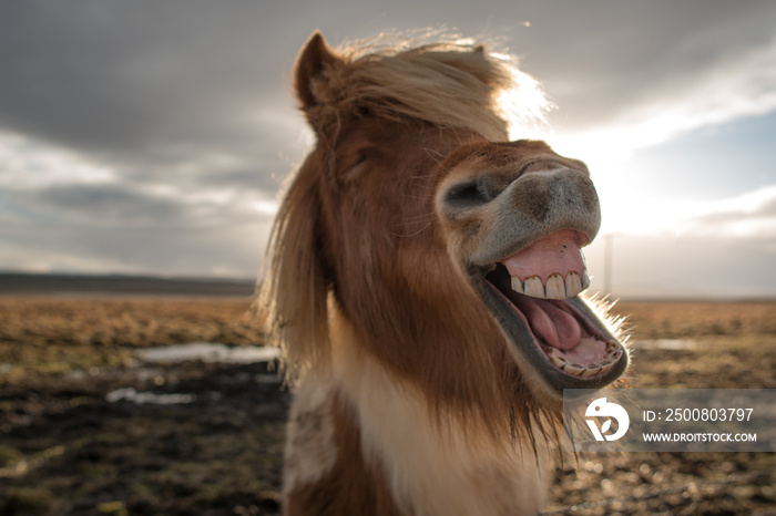 Crazy Icelandic horse smiling