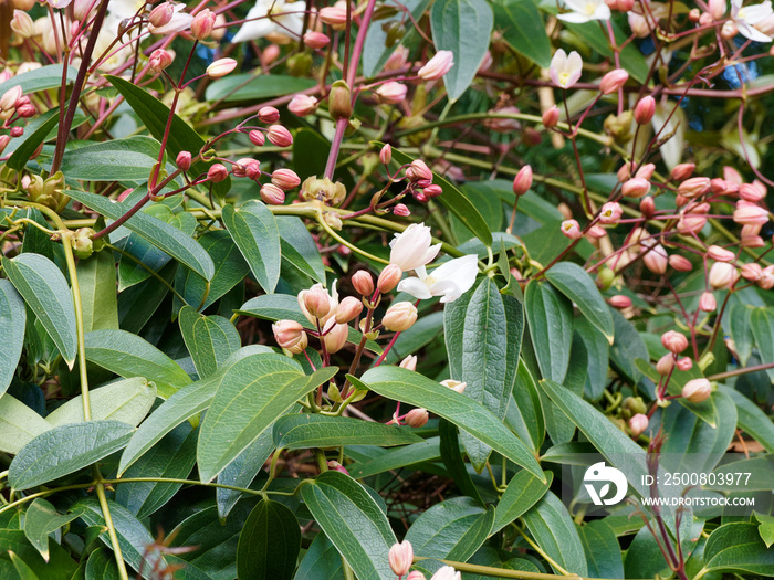 Clematis armandii | Armand clematis or Apple blossom, cream tinted pink or white clusters of star-shaped flowers and floral pink buds in late winter