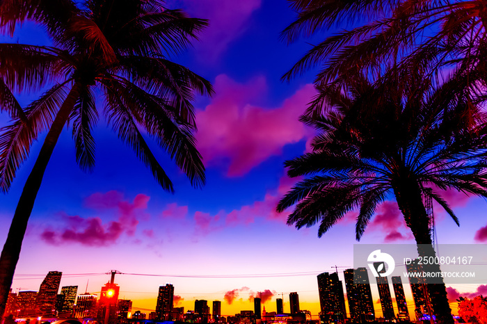 Palm trees with downtown Miami on the background on a purple sunset