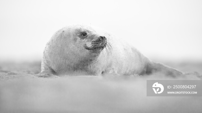 Black and White image of Grey seal pup on a sandy beach.