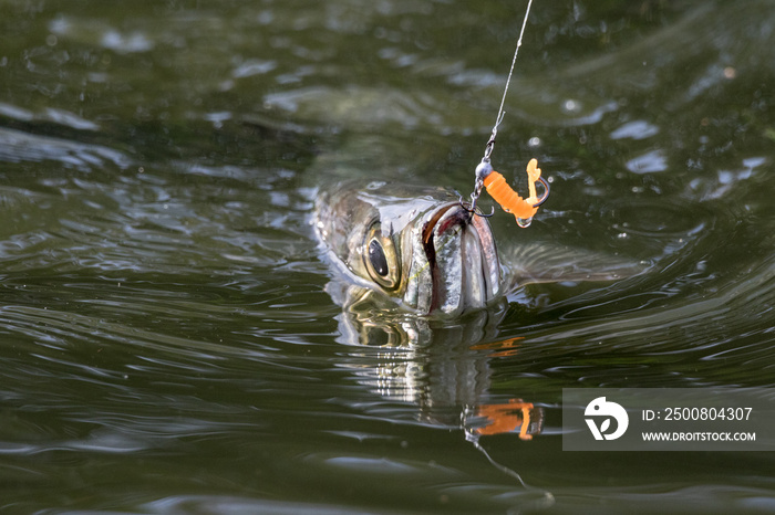 Tarpon Jumping fighting with an angler