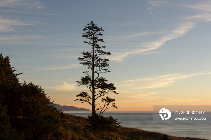 The iconic Sitka Spruce tree at Ecola Point on the Oregon Coast at sunset.