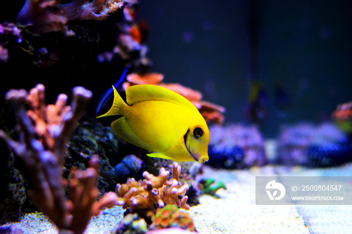 Lemon Tang aka Chocolate tang (Acanthurus sp.)