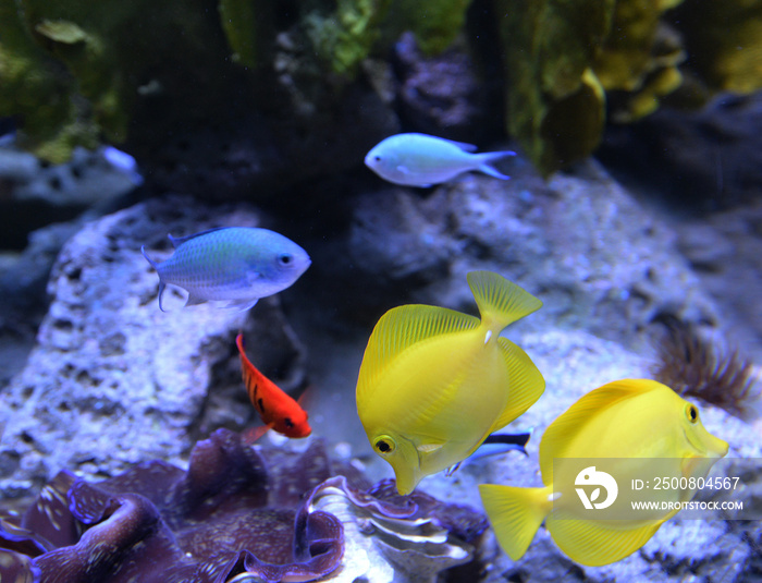 Zebrasoma flavescens - Yellow Tang fish in aquarium - coral reef fish