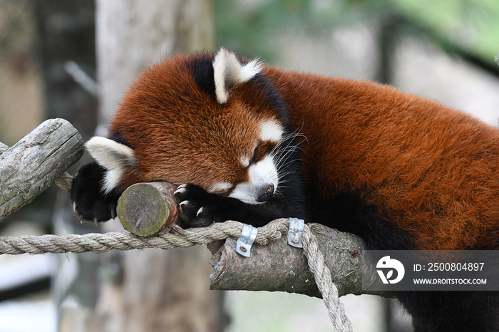 Cute Red Panda, also known as Lesser Panda, resting on a rope ladder