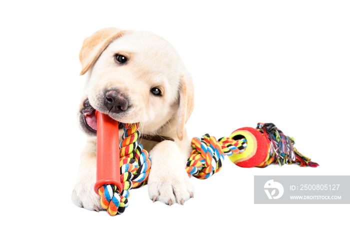 Funny Labrador puppy chewing a toy for dogs isolated on white background