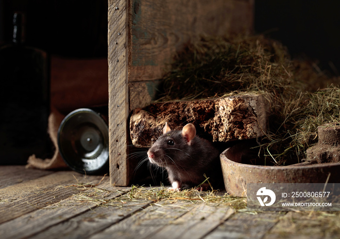 Rat in an old wooden barn.