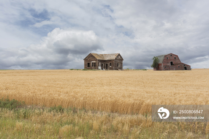 abandoned house and barn in a wheat field