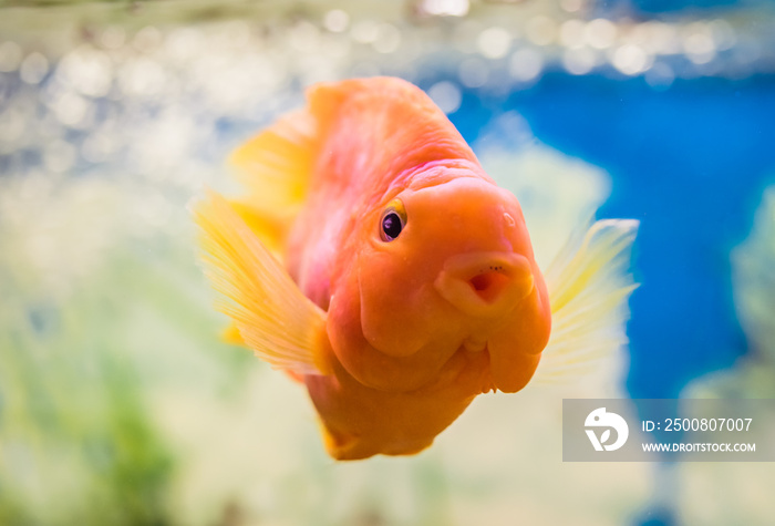 Red Parrot Cichlid in the water in an aquarium