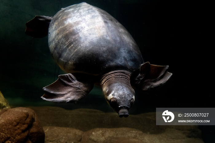 Pig nose turtle underwater portrait