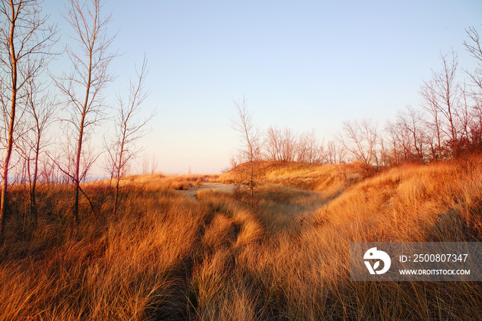 Beach grasses on the dunes by the lake