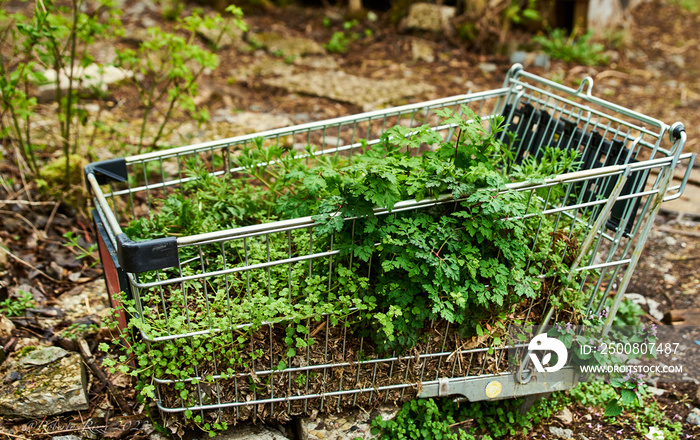 Shopping cart with growing seasonal vegetables illustrates sustainability. Basket full with earth and thriving grass conveys a concept of healthy products or sustainable transportation or supply chain