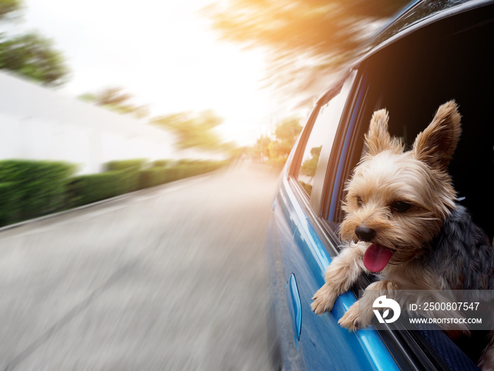 A happy  Yorkshire Terrier dog is hanging is tongue out of his mouth and ears blowing in the wind as he sticks his head out a moving and driving car window.