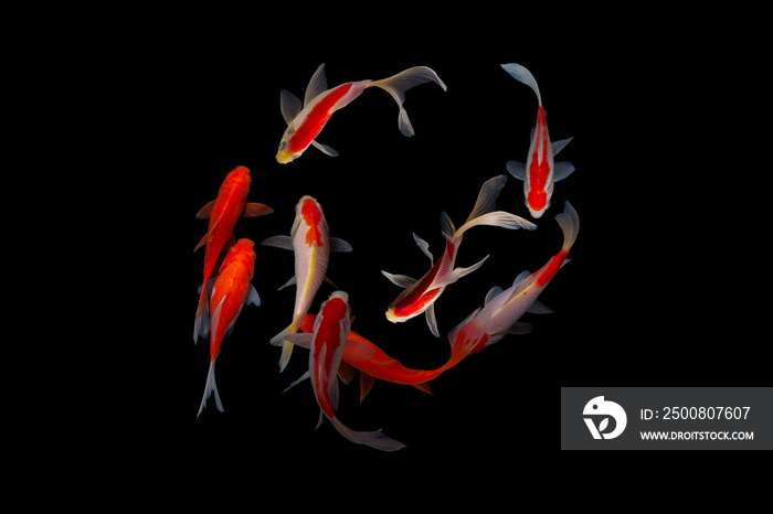 Nine of the best koi fish Black background