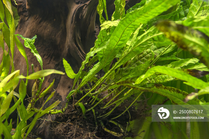 aquarium plant - Microsorium pteropus