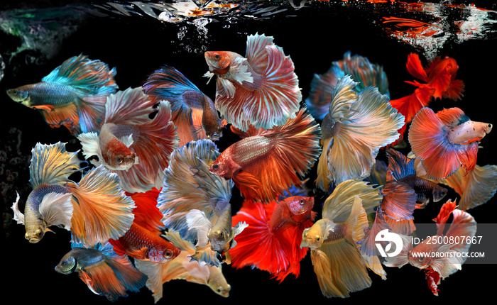 Action of many beautiful bettas