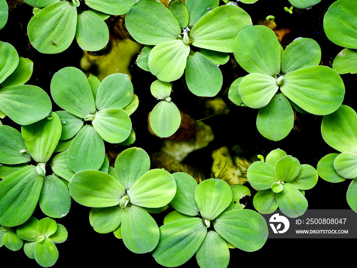 The waterplant