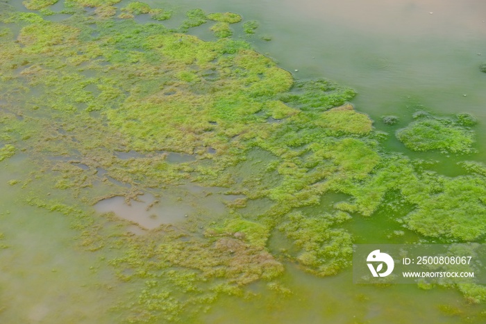 Blue-Green Algae bloom in the water.