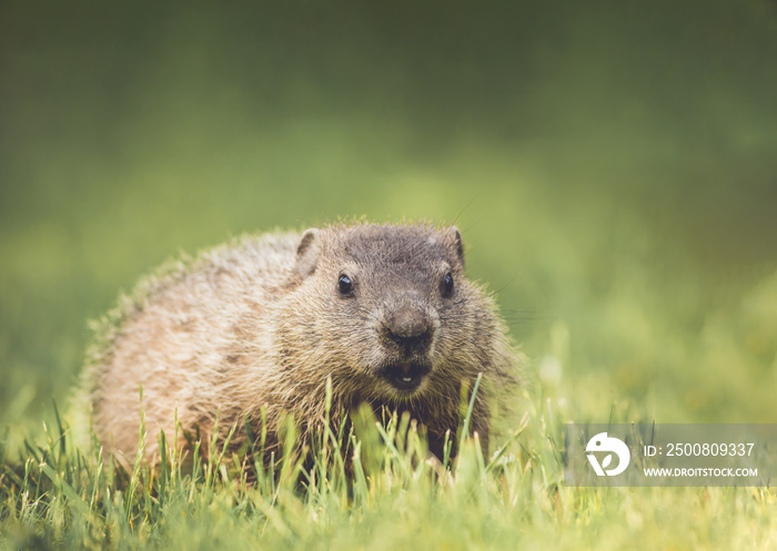 Young Groundhog (Marmota monax) closeup in grass soft green background