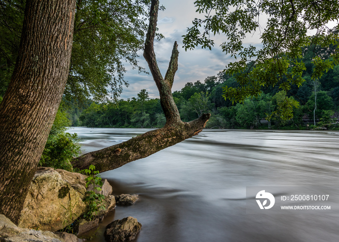 Old Tree Hangs over French Broad River