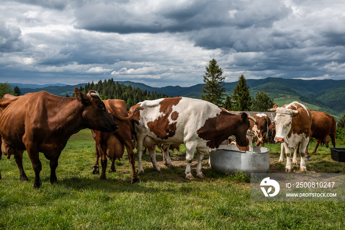 Cows drinking water in farm located in Pieniny Mountains, Poland